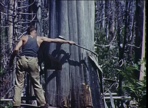 MEN CHOP DOWN TOWERING MOUNTAIN ASH BY HAND, (1939) Stock Footage 257163671