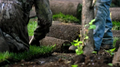 Men city workers compact and lay greensward in city park Stock Footage 243660138