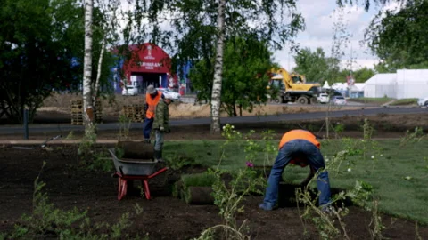 Men city workers lay rolls of greensward around flowers in park Stock Footage 244787561