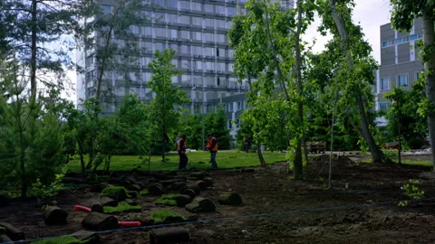 Men city workers perform green turf laying in city park Stock Footage 243300712