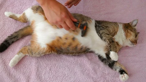 The Men Combs A Dozing Cat's Fur Stock Footage 91457712