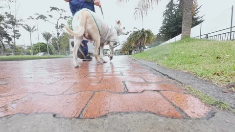 Men crossing frame and leading two small dogs on leashes along a wet brick .. 動画素材 338203907