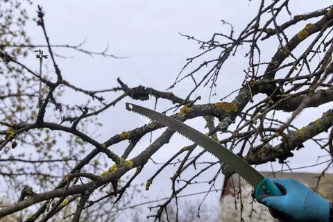 The men cut a branch of a fruit tree with a garden saw during the spring. Stock Photos