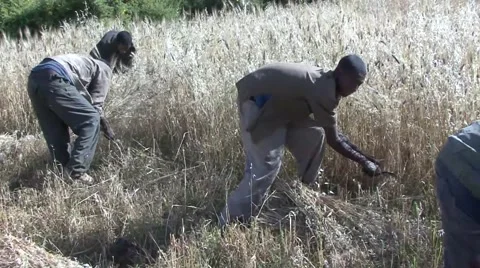 Men cut crop by hand in Simian Mountains Stock Footage 60455992
