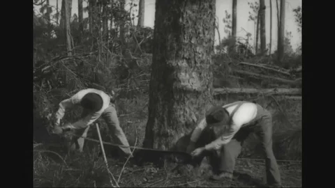 Men cuts tree with crosscut saw and axe - 1918 Stock Footage 83663438