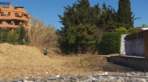 Men cutting down bamboo. Stock Footage 47688854