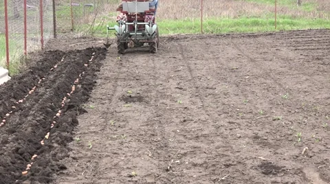 Men Drive Traktor. Seeding of Potato. 4K UltraHD, UHD Stockbeeldmateriaal 56568757