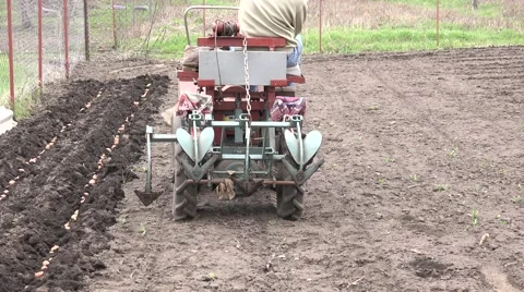 Men Drive Traktor. Seeding of Potato. 4K UltraHD, UHD Stock Footage 56568770