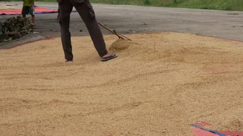 Men drying raw rice using special tools made of wood Stock Footage 304772785
