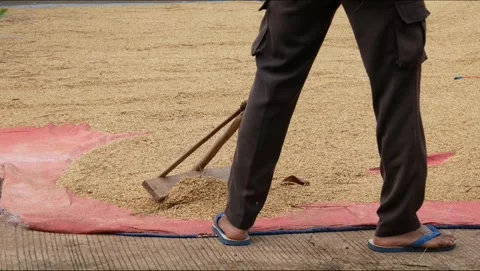 Men drying raw rice using special tools made of wood Stock Footage 304772798