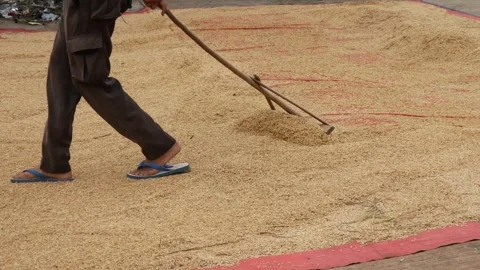 Men drying raw rice using special tools made of wood Stock Footage 304772820