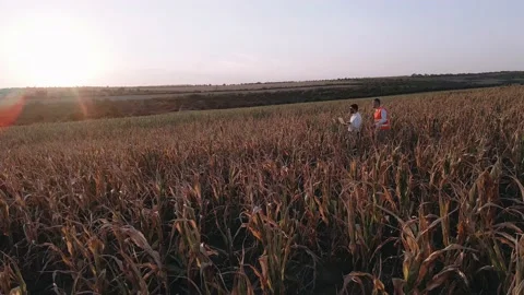 The men estimate the damage caused by the drought and discuss irrigating the Stock Footage 140286026