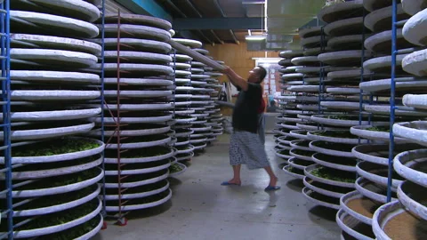 Men in factory work on drying process of tea leaves with stacked containers Stock Footage 130500183