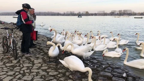 Men feeding swans Stock Footage 120512632