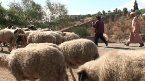 Men with Flock of Sheep &amp; Dogs Stock Footage 285897