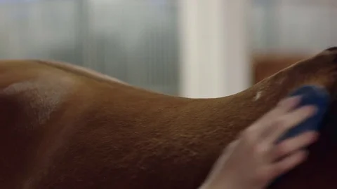 Men grooming brown horse hair. Grooming a horse. Close up Stock Footage