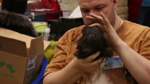 Men with guinea pig Stock Footage 47013972