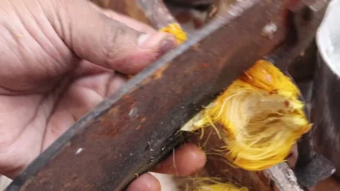 Men hand cutting betel nut or areca nut. Stock Footage 297766110