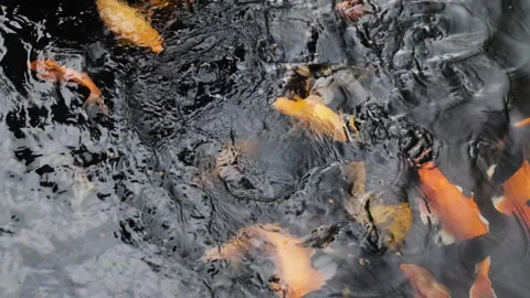 Men hand touching fish in water. Video stock 276895161