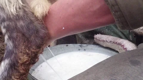 Men hands shepherd milking sheep close up jets of milk in a bucket flying Stock Footage 43169357