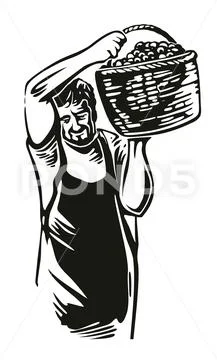 Men harvest the grapes in the vineyard. Black vintage vector engraving illust Stock Illustration