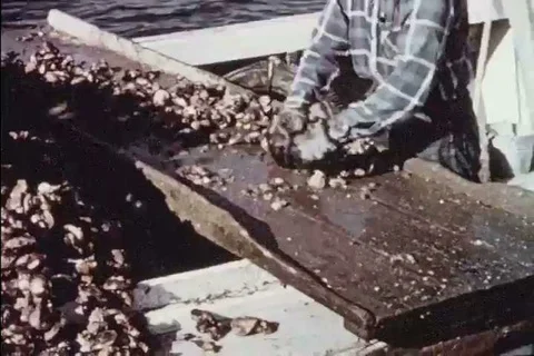 Men harvest shellfish and sell the oysters to buy boats in the 1950s Vidéo 99791950