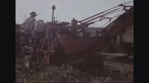 Men harvest sugar beets using an International Harvester Co. harvester - 1945 Stock Footage 102216177
