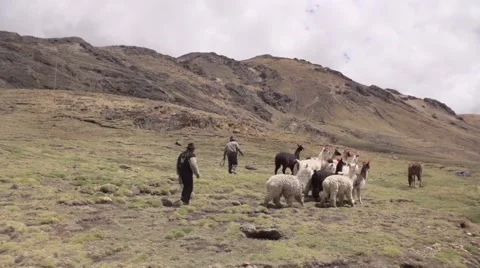Men herding llamas in field Stock-Footage 67999849