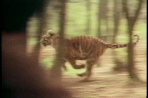 Men hunting tiger in forest Видео 11355372
