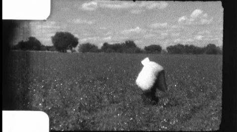 Men Load Pick Cotton in Field Harvest 1930s Vintage Film Home Movie 8808 Stock Footage 58360836