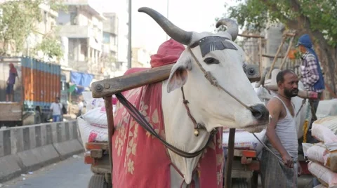 Men loading car pulled by cow,New Delhi,India Stock Footage 67477704