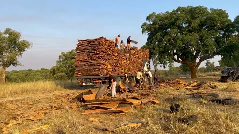 Men loading cork wood harvested on a big truck piles of wood Stock Footage 243831055