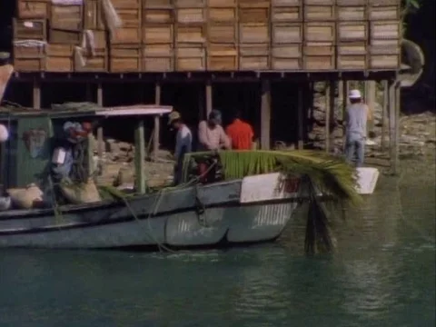 Men loading tree leaves with the thin branches on a boat Stock Footage 79882787