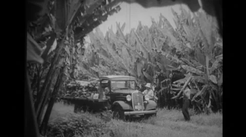 Men loading wood in truck Stock Footage 37595278