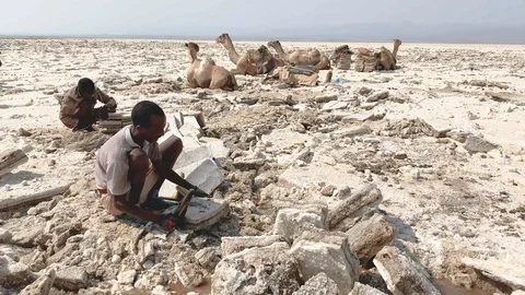 Men mining salt blocks on Lake Karum Ethiopia, Deecember 2018, tc01 Stock Footage 102225265