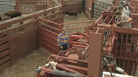 Men Operating Squeeze Chute Stock Footage 98467012