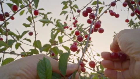 Men pick ripe cherries off the tree with their hands.Taken in close-up. Stock Footage 276860230