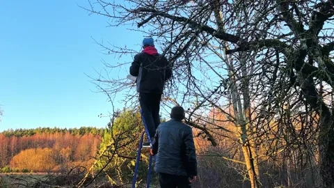 Men picking fruit from a tree in a field during the late afternoon in autumn Stock Footage 325039913