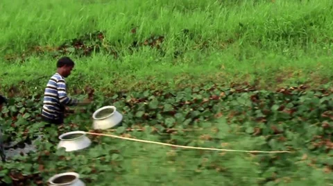 Men picking vegetables wading in water slow motion Stock Footage 57678452