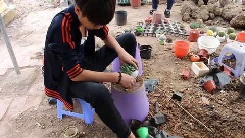 Men planted bonsai Stock Footage 72977029
