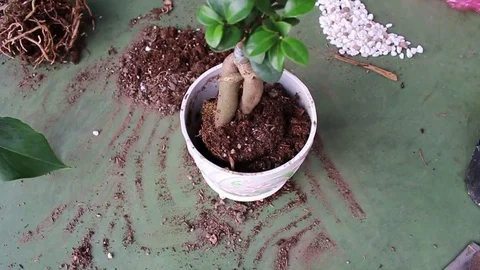 Men planted bonsai Stock Footage 72979434