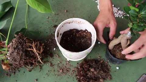 Men planted bonsai Stock Footage 72979480