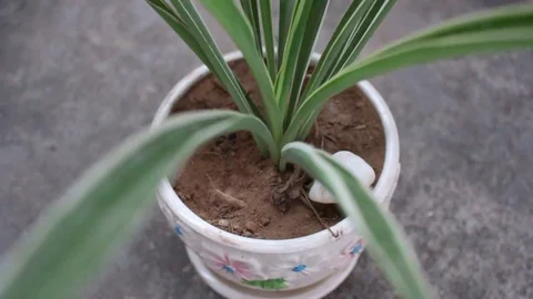Men planted bonsai Stock Footage 72982290