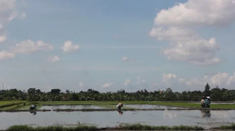The Men Planting Rice Stock Footage 67532208