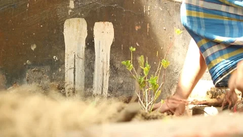Men planting trees Stock Footage 152405540