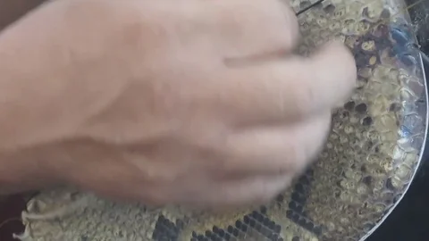 Men playing traditional instruments Stock Footage 70448636