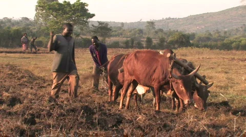 Men Plow Field Stock Footage 113134