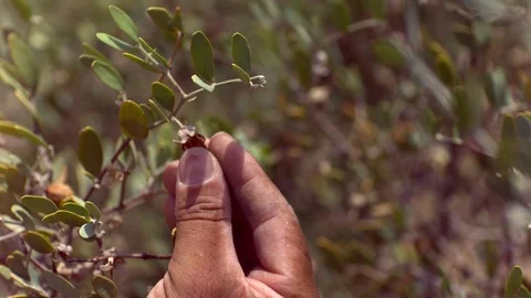 Men plucking on a tree in slow motion Video stock 81230622