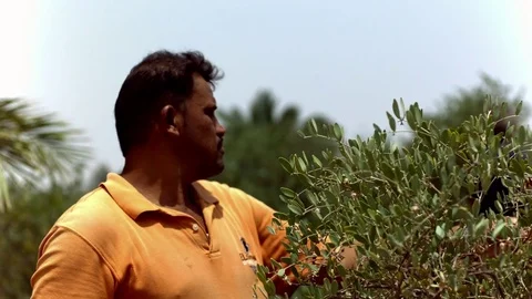 Men plucking on a tree in slow motion Stock Footage 81230634