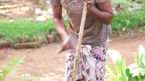 Men preparing cinnamın sticks in Sri Lanka Stock Footage 182122551